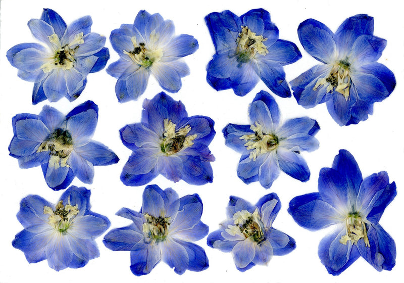Delphinium Collage Pressed Flowers