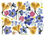Alstroemeria Collage Pressed Flowers